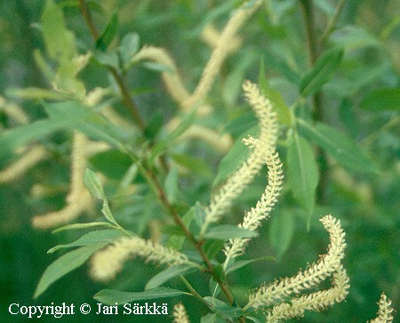 Salix triandra
